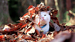 Katt i lövhög